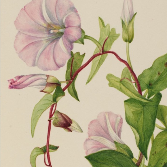 Meet your Posher, Sarah A! - Picture 1 of 1